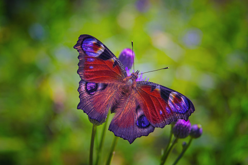 Closeup of a Gulf Fritillary butterfly feeding on red tubular flowers in a Florida garden