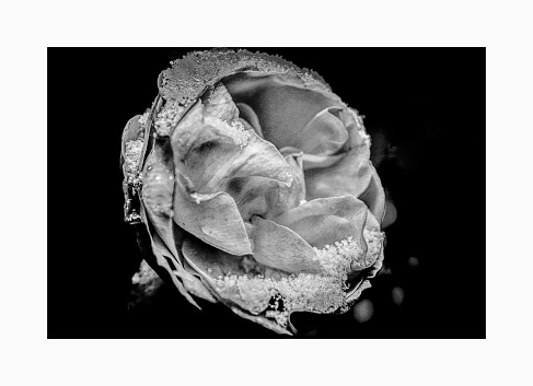 Eine Rose mit Eis Kristalle in einer schwarz weiß Aufnahme