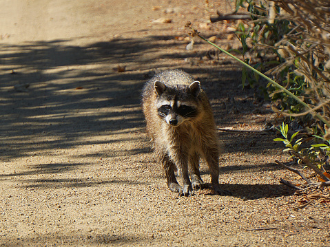 A raccoon walking down a dirt path at the San Joaquin March.