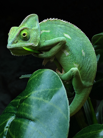 Close up of green Chameleon clinging to a leaf stem