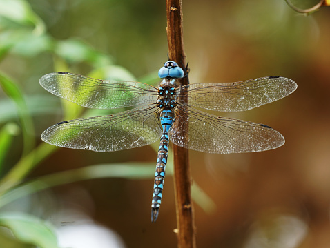 Macro photo of a blue-eyed Darner clinging to a twig