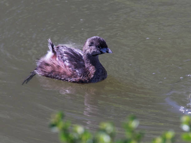 istock Juvenile Pied-billed Grebe Swimming in small pond 1594809965