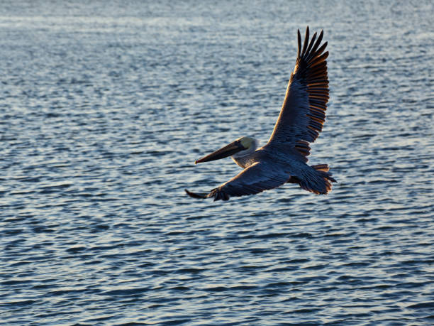 istock A Large Pelican flying over open water. 1594810500