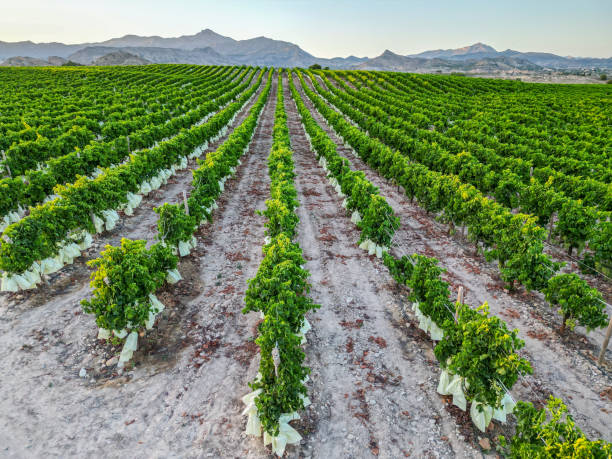 istock Vineyard Overhead view of table grape field 1594821887