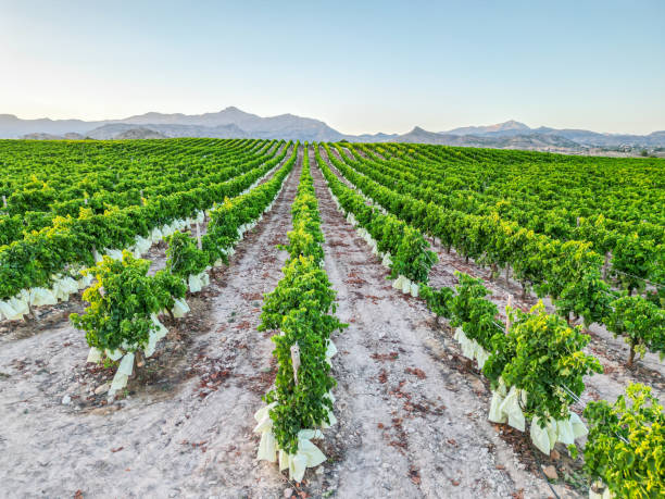 istock Vineyard Overhead view of table grape field 1594821920