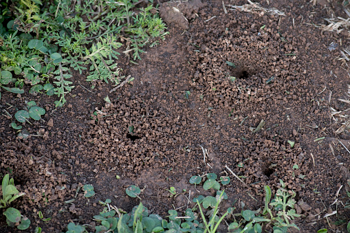 Close up of anthill in the garden