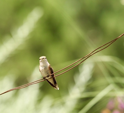 Female broad tailed hummingbird, looking at camera.OLYMPUS DIGITAL CAMERA