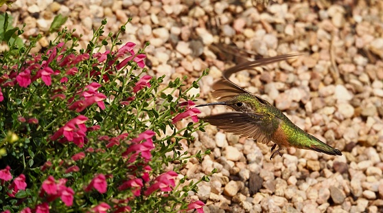 Female Broad tailed hummingbird on Pink Skullcap plant. OLYMPUS DIGITAL CAMERA