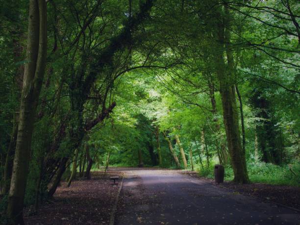 istock Woodland Road 1594931868