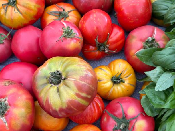 istock Tomatoes on farm market 1594942330