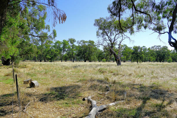 istock Lower Moira, Victoria, Australia 1594942853