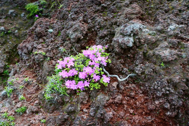 istock Miyama Kirishima growing wild on lava rock 1594971516
