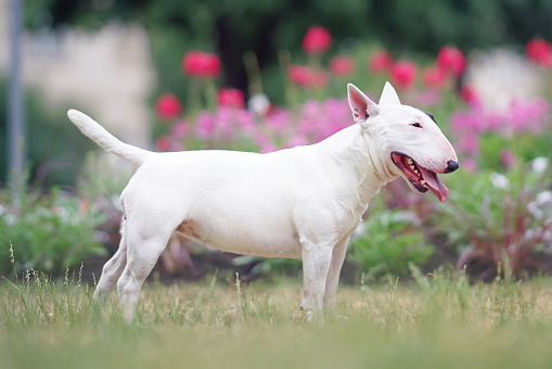 Cute white with a brown patch Bull Terrier dog posing outdoors standing on a green grass in summer