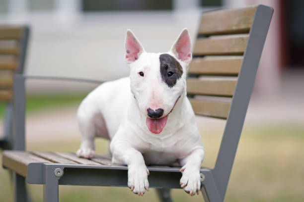 Adorable white with a brown patch Bull Terrier dog posing outdoors in a public park lying down on a brown wooden bench in summer