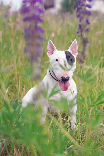 istock White with a brown patch Bull Terrier dog posing outdoors sitting in a green grass with violet lupine flowers in summer 1594983492