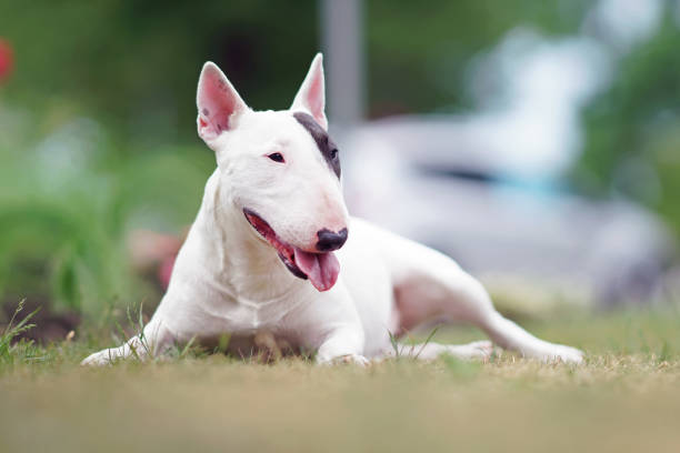 istock Adorable white with a brown patch Bull Terrier dog posing outdoors lying down on a green grass in summer 1594984016