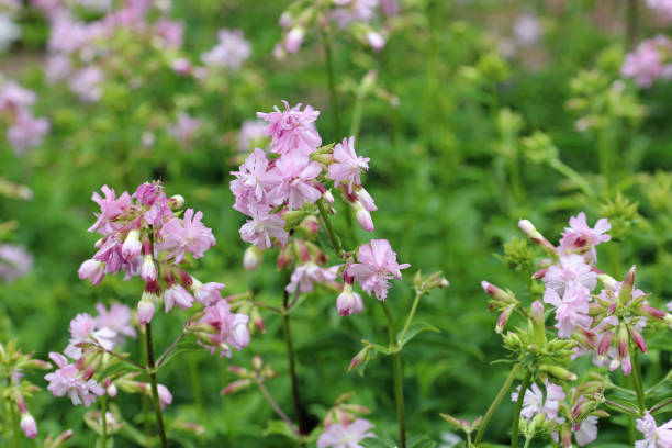 istock Pink double soapwort flowers 1595021540