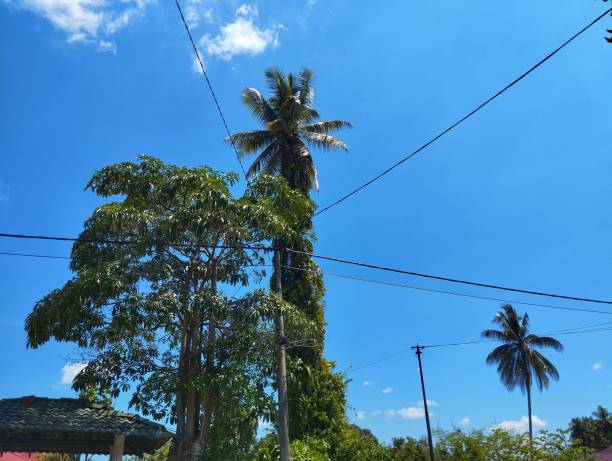 istock Trees and electrical wires with blue sky and white clouds on a background 1595034520