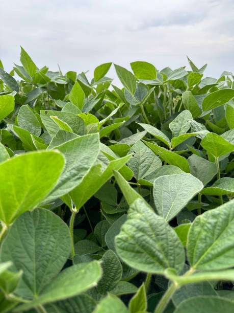 istock Field of Soybeans 1595077892