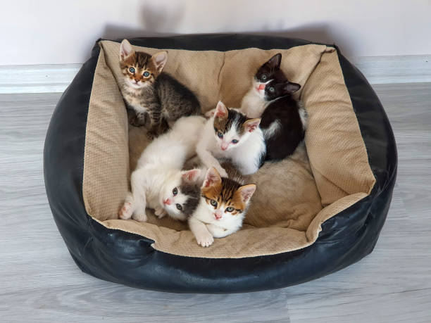istock Cute kittens in a basket. 1595082539