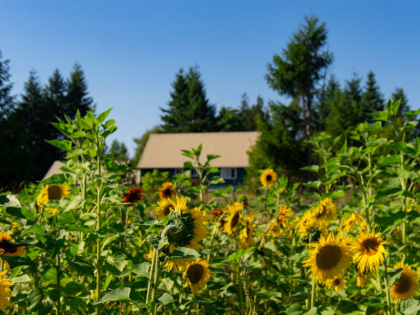 istock Sunflower Festival 1595109384