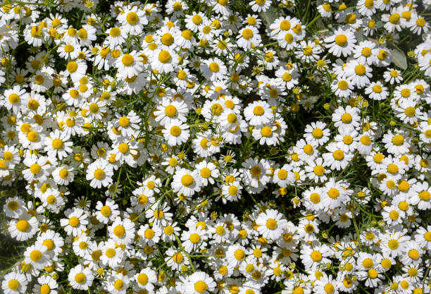 istock Daisy garden - German chamomile daisy white flowers. 1595110966