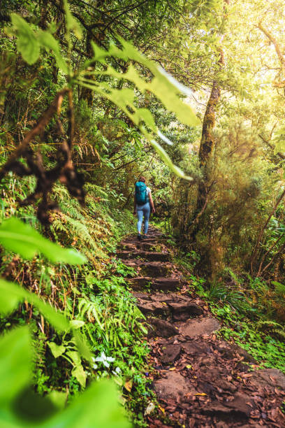 istock Tourist with backpack walks along a beautiful overgrown path through a green forest on a sunny day. 25 Fontes waterfalls, Madeira Island, Portugal, Europe. 1595121547