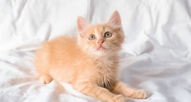 istock Cute little ginger kitten lies and plays on a white blanket 1595125680