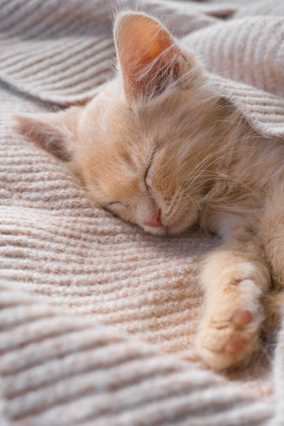 istock Cute little ginger kitten lies on a beige knitted bedspread 1595125683