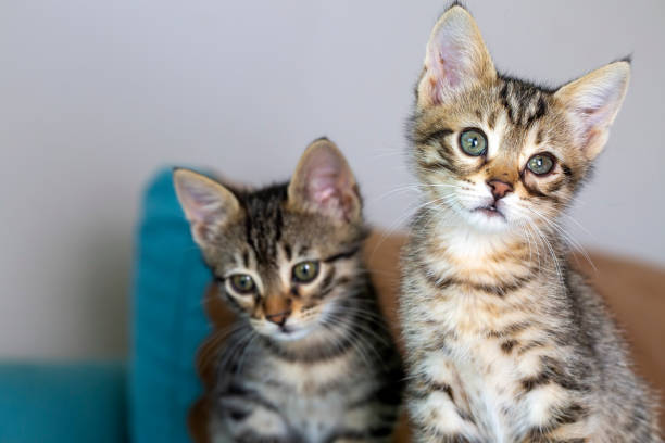 istock Pet animal; cute kitten tabby 1595131543