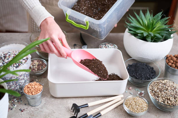 istock soil substrate preparation for transplanting houseplants on concrete background 1595132176