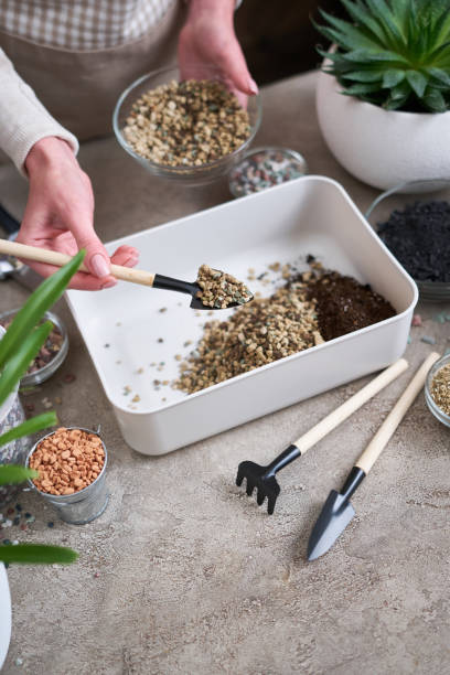 istock soil substrate preparation for transplanting houseplants on concrete background 1595132643