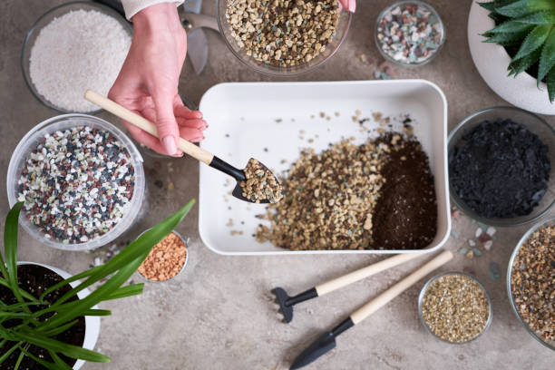 istock soil substrate preparation for transplanting houseplants on concrete background 1595132645