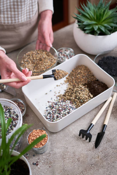 istock soil substrate preparation for transplanting houseplants on concrete background 1595132661