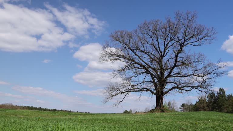 old oak in early spring without green foliage