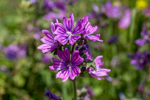 Wild flower, scientific name; Malva sylvestris