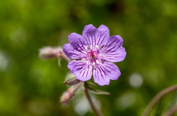 istock Wild flower, scientific name; Geranium tuberosum 1595141781