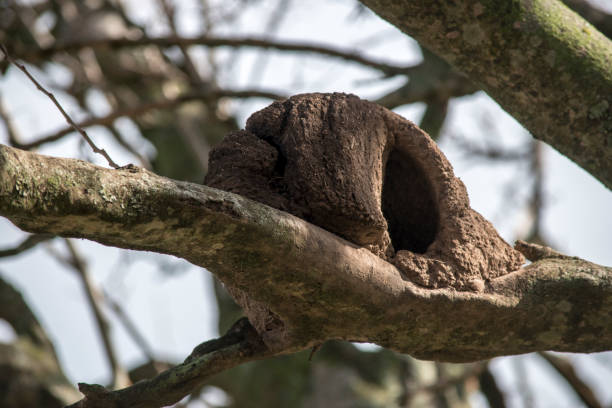 hornero nidifica nos galhos de uma árvore. furnarius rufus - joao de barro - fotografias e filmes do acervo