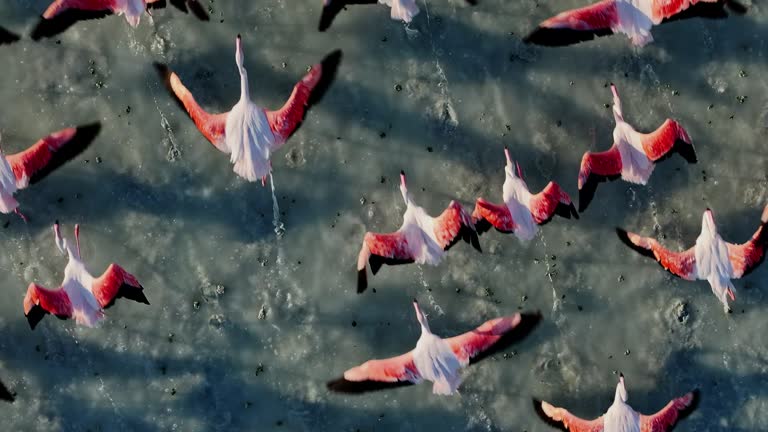 Flamingos on lake