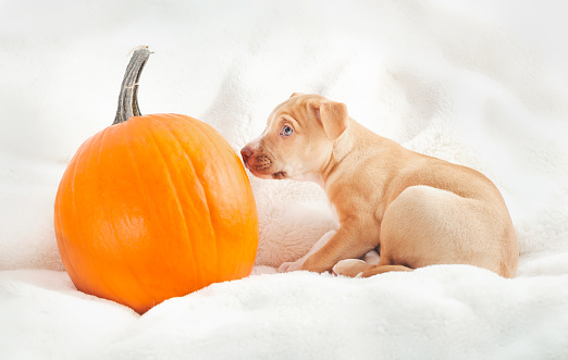 Fall season or Halloween concept. Puppy sitting and smelling orange large pumpkin.12 weeks old female Boxer Pitbull mix. Selective focus.