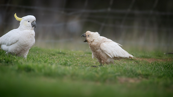 Baby Sulphur Crested Cockatoo screaming to be fed on the ground