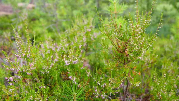 Calluna vulgaris, common heather, ling, or simply heather is the sole species in the genus Calluna in the flowering plant family Ericaceae. It is a low-growing evergreen shrub with pink flowers.