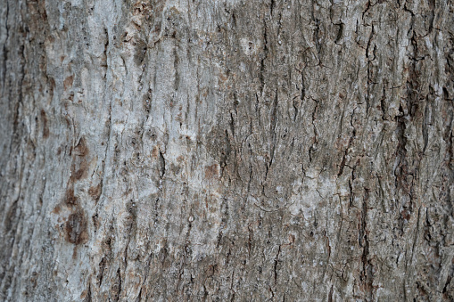 dry tree bark texture and background, nature concept