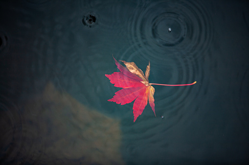 Maple leaf in water
