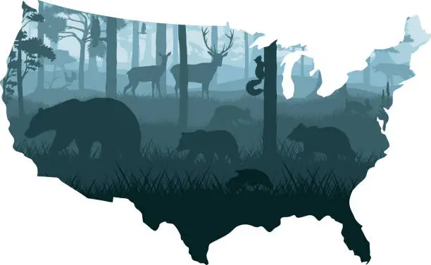 Vector illustration of USA map - woodland forest with grey wolf,  kite, bobcat, fox, eagle, hawk, squirrel, rabbit, wild boar, owl, moose, capercaillie, deers and black bear family