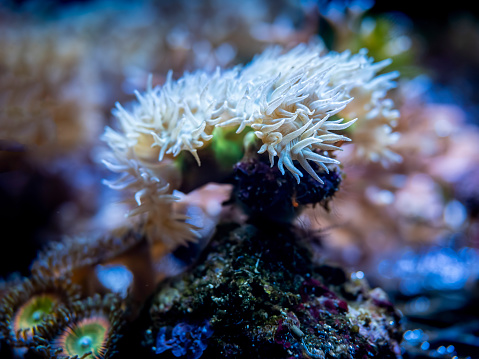 Coral with white detailed branch structures (foreground) growing in an aquarium. Image taken with shallow depth of field.