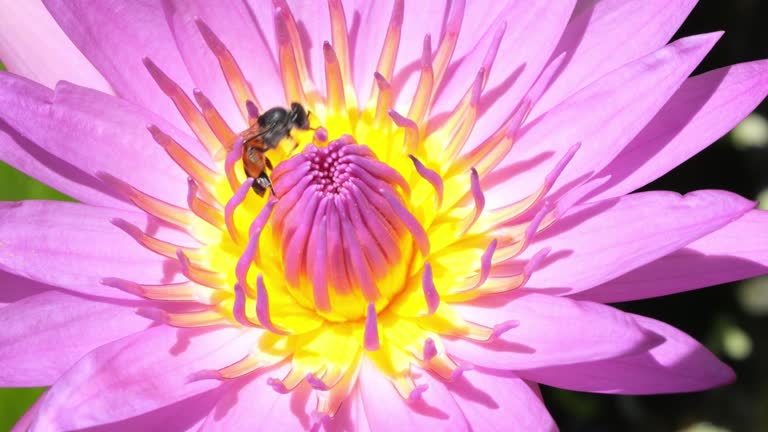 Honey bee clinging to a lotus flower looking for nectar for food, Winged insect nature concept.