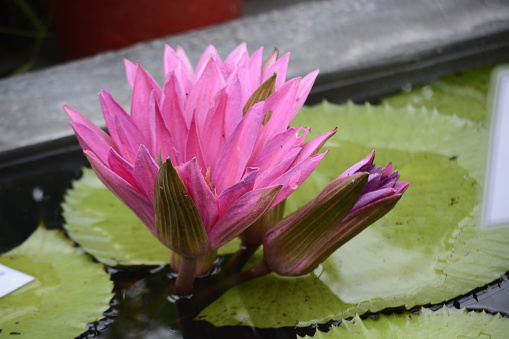 Beautiful Pink Water Lilly