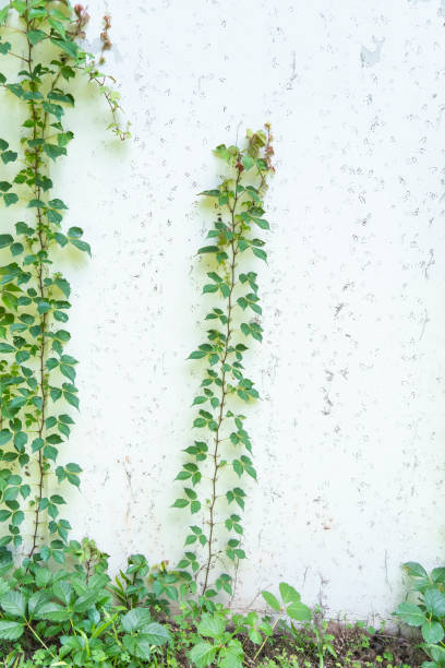 istock ivy leaves isolated on white 1595361849