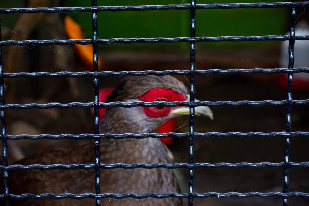 Selective focus of silver pheasant perched in his cage in the afternoon. Great for educating children about wild animals.